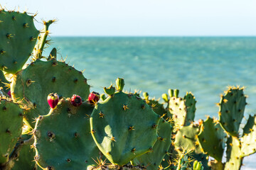 Cactos do deserto com flores vermelhas na beira do mar.