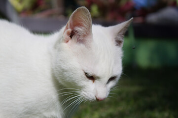 White cat in the garden of a Brazilian house