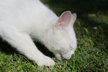 White cat in the garden of a Brazilian house