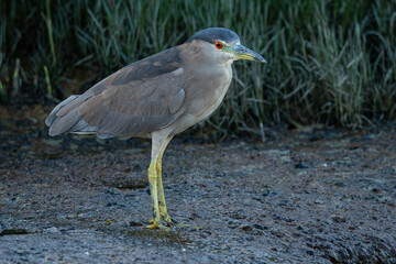 Black-crowned night heron, seen in the wild in North California