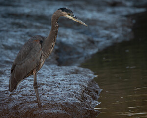 Great blue heron, seen in the wild in North California 