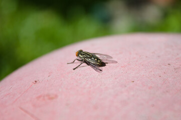 Fly on top of a white surface
