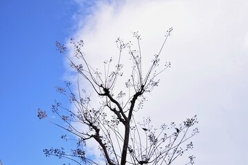 Landscape background material / Collaboration of blue sky, white clouds and natural landscape