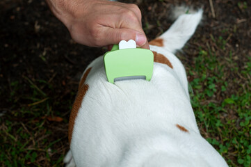Person combs dog with a metal grooming comb. seasonal molting of pets and removal of excess...