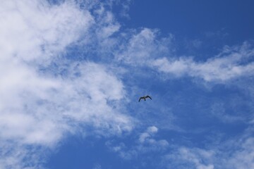 Landscape background material / Collaboration of blue sky, white clouds and natural landscape