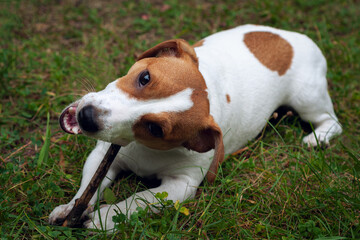 jack russell dog lies on the green grass and gnaws a stick
