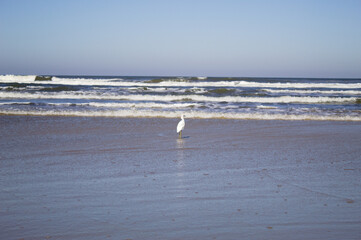 Fototapeta na wymiar Bird looking for food on the beach