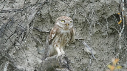 Little owl (Athene noctua) sitting image captured in Azerbaijan