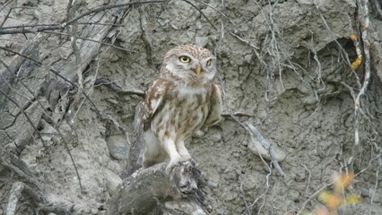Little owl (Athene noctua) sitting image captured in Azerbaijan