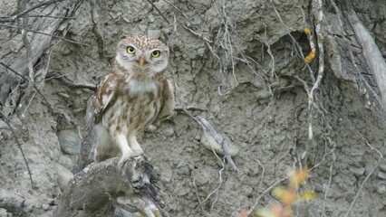 Little owl (Athene noctua) sitting image captured in Azerbaijan