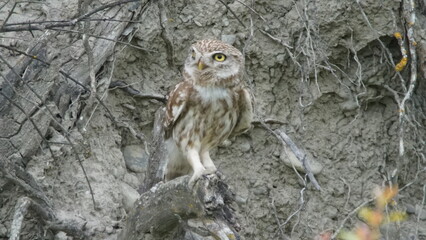 Little owl (Athene noctua) sitting image captured in Azerbaijan