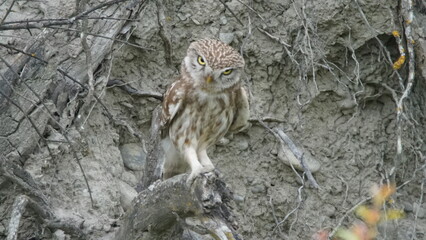 Little owl (Athene noctua) sitting image captured in Azerbaijan