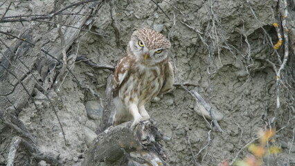 Little owl (Athene noctua) sitting image captured in Azerbaijan