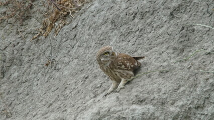 Little owl (Athene noctua) sitting image captured in Azerbaijan