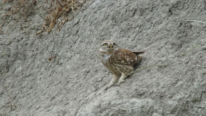 Little owl (Athene noctua) sitting image captured in Azerbaijan