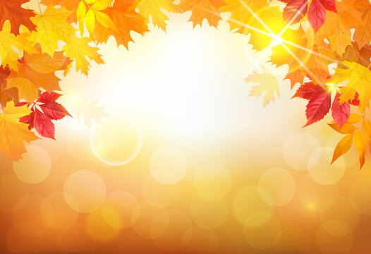 Sunny autumn background with colored leaves. Vector illustration.