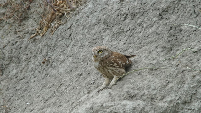 Little owl (Athene noctua) sitting image captured in Azerbaijan