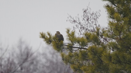 Black grouse or blackgame or blackcock (Lyrurus tetrix) on the tree, captured in Chernobyl zone