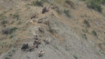 Group of scavengers birds including Egyptian vulture (Neophron percnopterus), Griffon vulture (Gyps fulvus) and Cinereous vulture (Aegypius monachus), captured in Azerbaijan