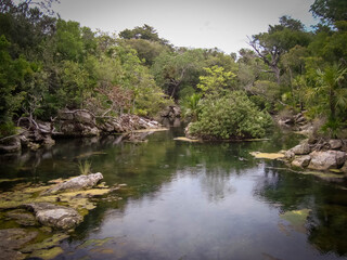 Fototapeta premium Amazing landscape in Yucatan river in Mexico