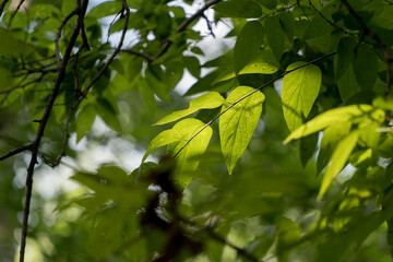 green leaves in sunlight