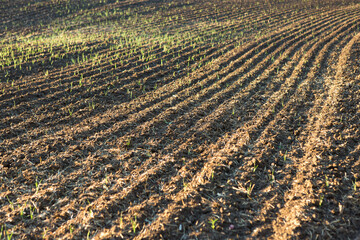 Sunset over a plowed field with brown soil. Beautiful autumn landscape.