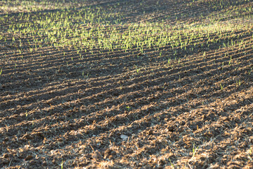 Sunset over a plowed field with brown soil. Beautiful autumn landscape.