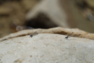 dragonflies on a stone