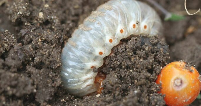 doodlebug grub, A worms grub on the ground