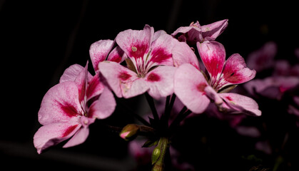 Fototapeta premium bonitos geranios capturados en la noche 