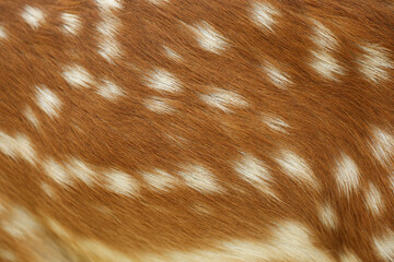 texture of dappled deer fur