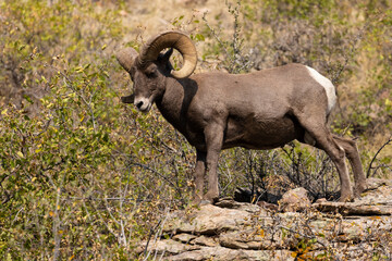 Bighorn Sheep in Waterton Autumn