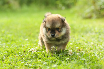 spitz puppy is on grass outdoor at sunny day