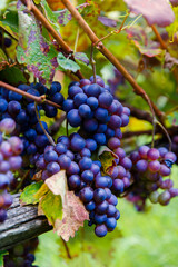 Vineyards near the small town of Chiavenna, Italy in a valley between the Alps.