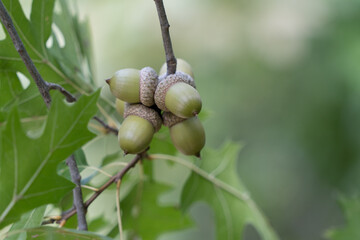 acorns on a branch