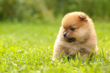 spitz puppy is on grass outdoor at sunny day