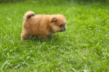 spitz puppy is on grass outdoor at sunny day