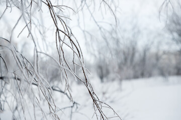 Snow and rime ice on the branches of bushes. Beautiful winter background with twigs covered with hoarfrost. Plants in the park are covered with hoar frost. Cold snowy weather. Cool frosting texture.