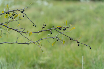 black berries on tree branches