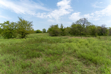 landscape with trees and clouds