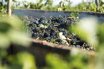 A large storage tank full of grapes for pressing. Traditional old technique of wine making.