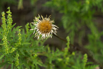 flower in the grass