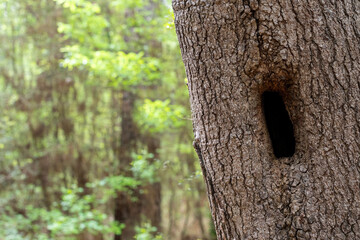 A tree trunk with hollow in a woodland forest of lush green foliage and trees ~INTO THE WOODS~