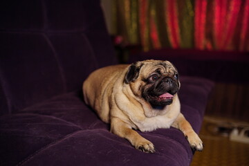 Funny pug lying on the couch at home. Cute dog resting on the couch. Cute dog lying on the couch at night