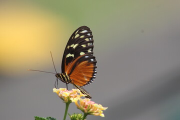 Fototapeta na wymiar mariposa bebiendo néctar 