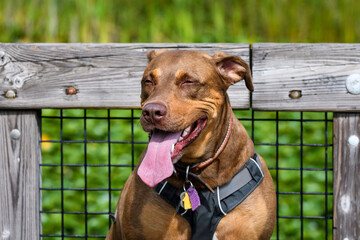 Happy rescue dog, with a smile on his face and tongue sticking out, sitting on a dock
