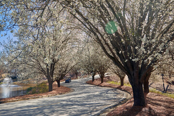 Golf carts driving down the winding road through the white tree blossoms in early spring in Georgia, USA