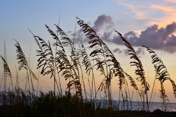 Wheat swaying in the wind by the gulf in Clearwater, Florida
