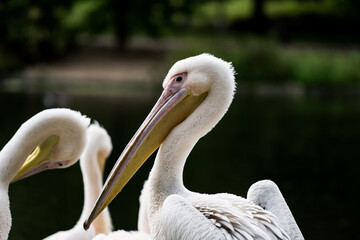 pelicans in the St James's Park, London, UK