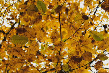 Autumn leaves that haven't fallen off their branches yet